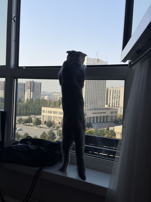 Продам шотландского вислоухого котика
