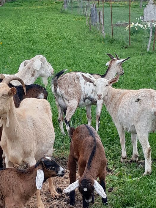 Capra metis anglo nubian