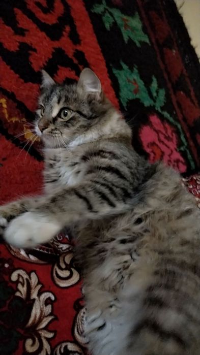 Мейкун 9 ойлик сотилади.