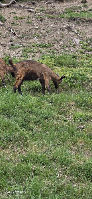 Țap alpin francez ciut,o capră și un ied