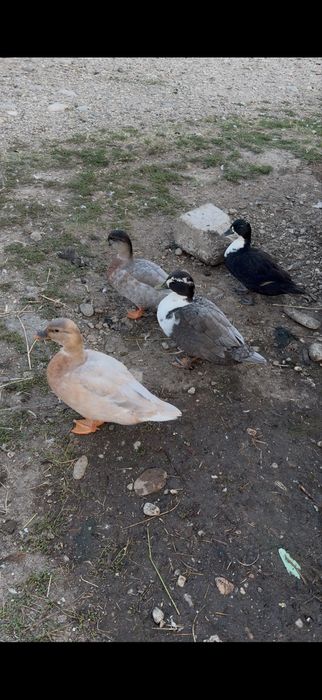 Vand rațe pitice olandeze