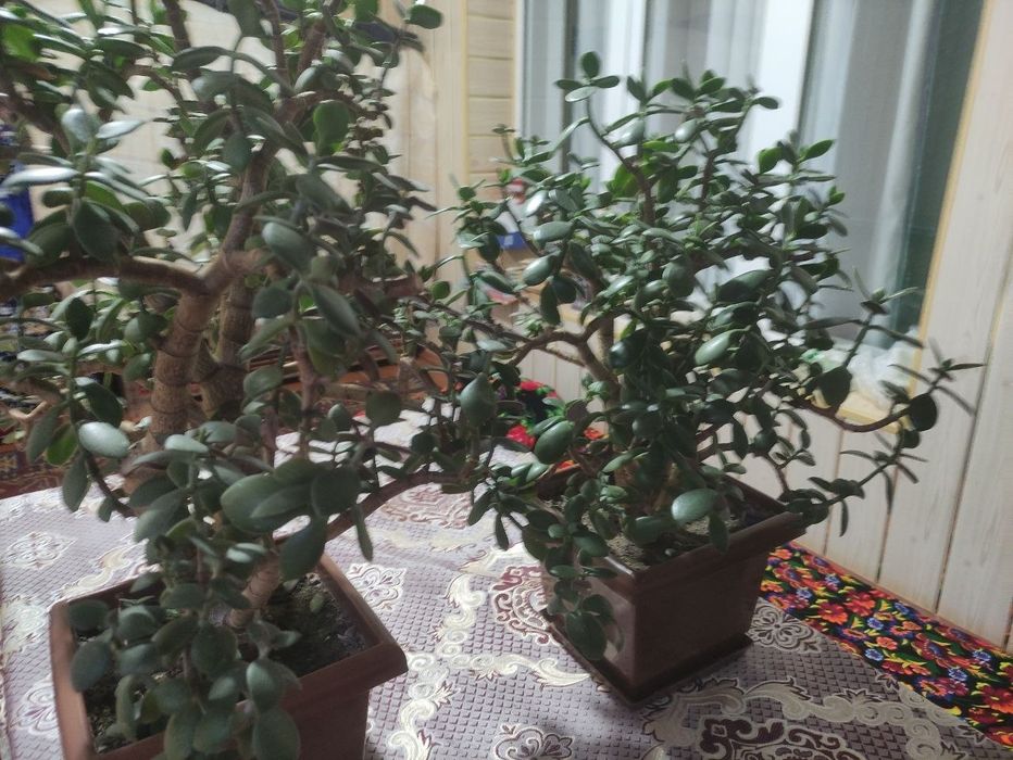 Гуллар хона гуллари