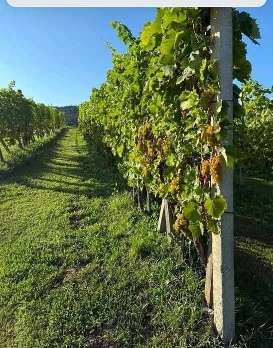 Vand Struguri de Vin