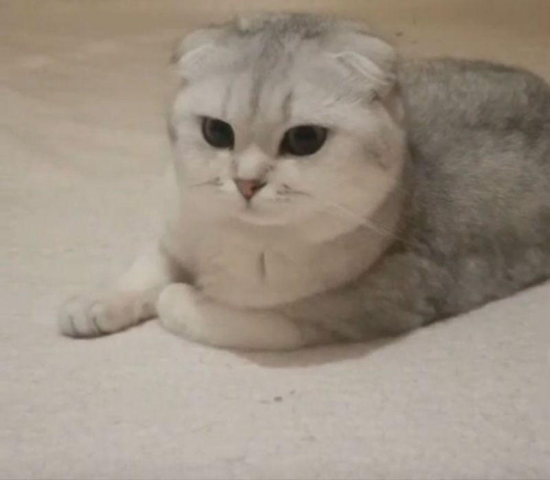 Котята blue point шиншилы британские