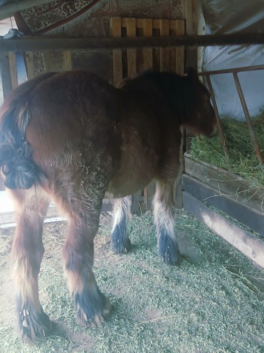 Minza de 1.6 luni de vinzare..