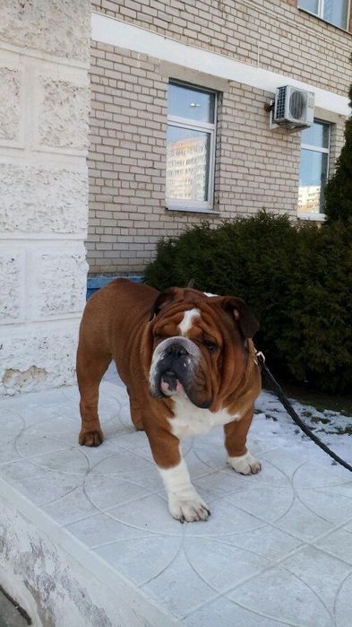 Щенки Англичани Бульдог английский