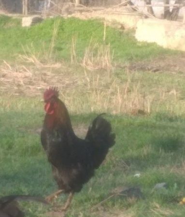 Қораз сатамын, айырбастаймын тауыққа