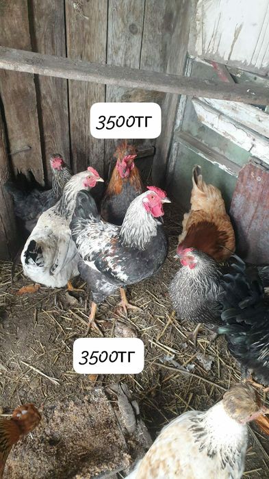 ---Петухи обычные---