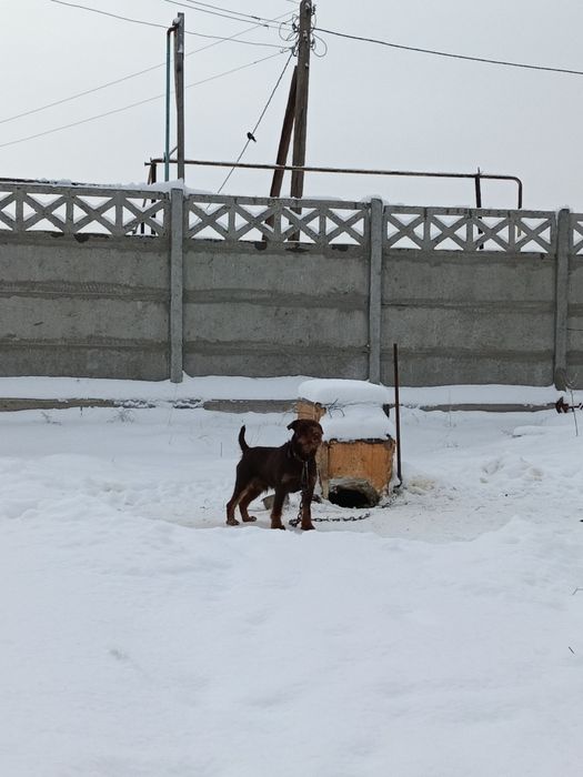 Ягдтерьер только вязка ягтерерь