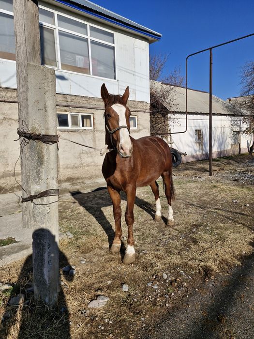 Құнан 2 жасар сатылады