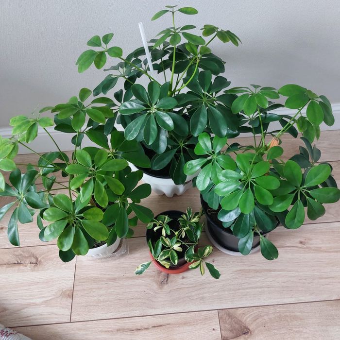 Продам цветы комнатные