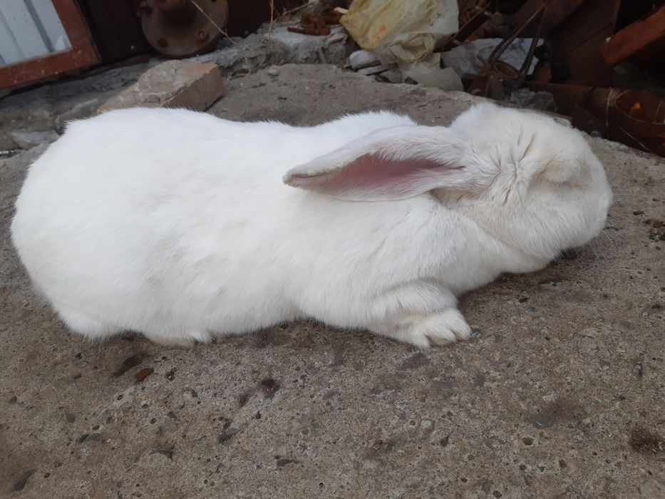 Продам крупных крольчих.