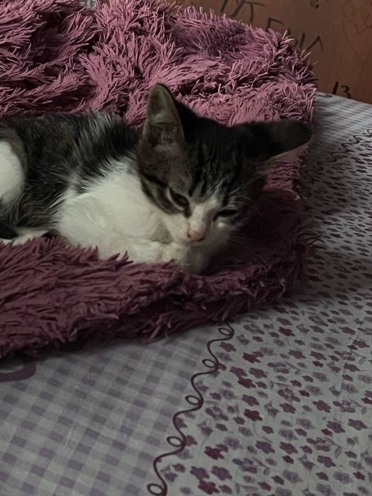 Котенок отдаем бесплатно в добрые руки