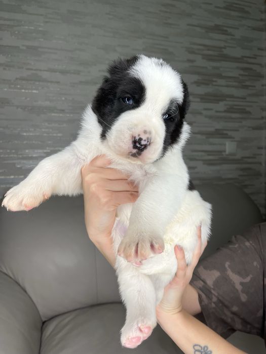 Бронь на щенков САО