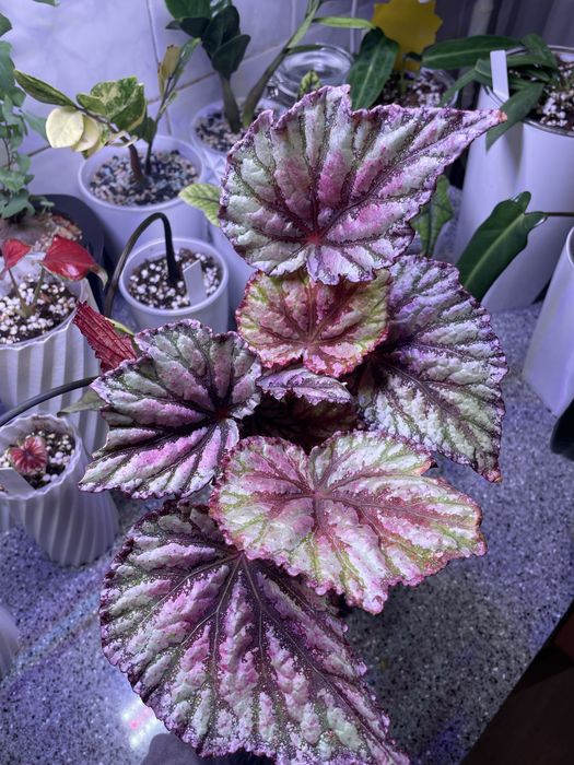 Бегония Рекс Чайо (Begonia Rex Chayo)