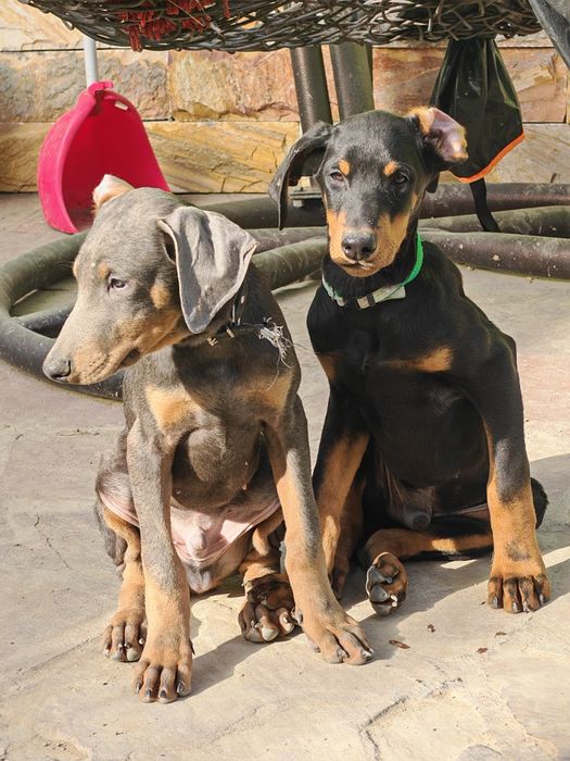 Доберманы щенки.