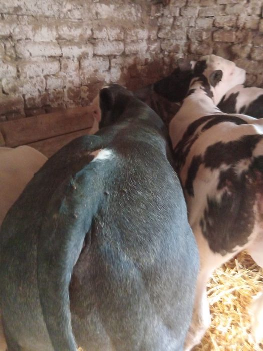 Vând 4 viței belgieni