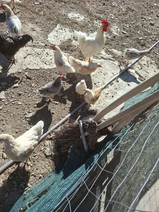 Vand un lot de20 de cocosei tineret  si 20  de rate mute tineret