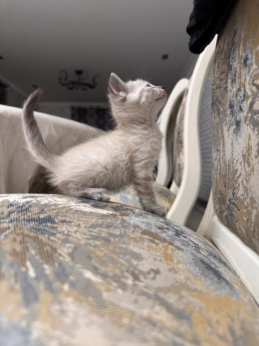 Ищем хозяина для котят