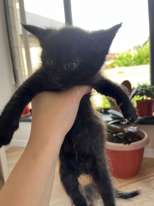 Котята в хорошие руки