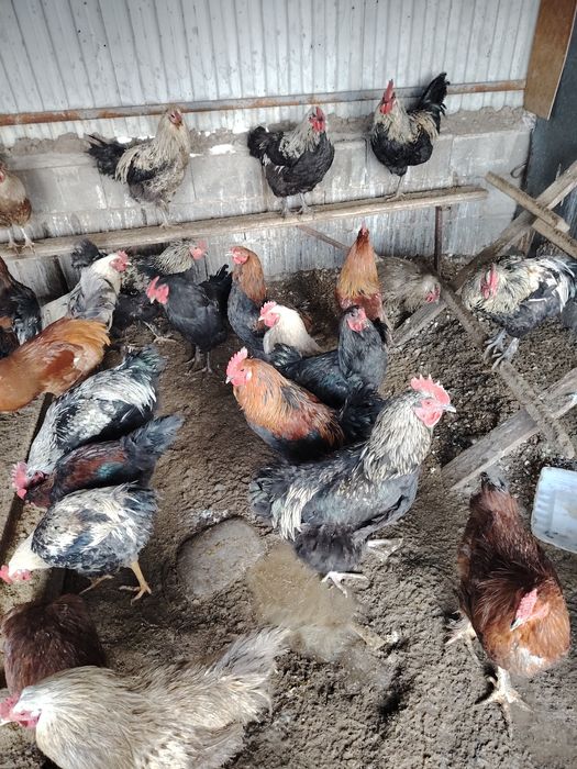 Продам петухов 1год