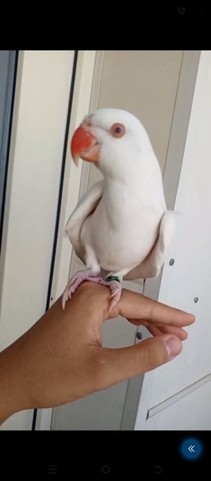 Белый ожереловый