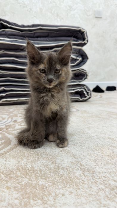 Котик бесплатно