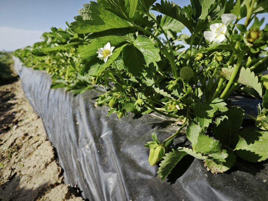 Продам землю  с готовым бизнесом