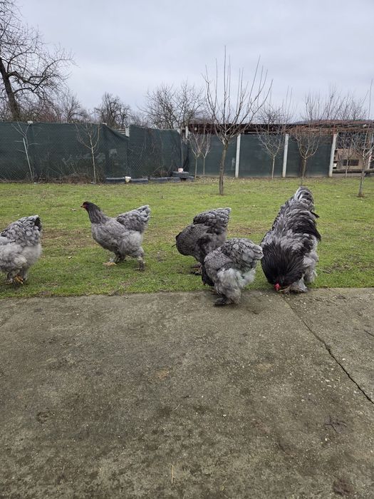 Ouă găini Brahma,mai multe culori