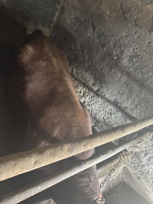 Продам бычок 1год 1 месяц