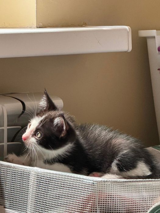 Котёнок девочка Варя красавчик!2 месяца!