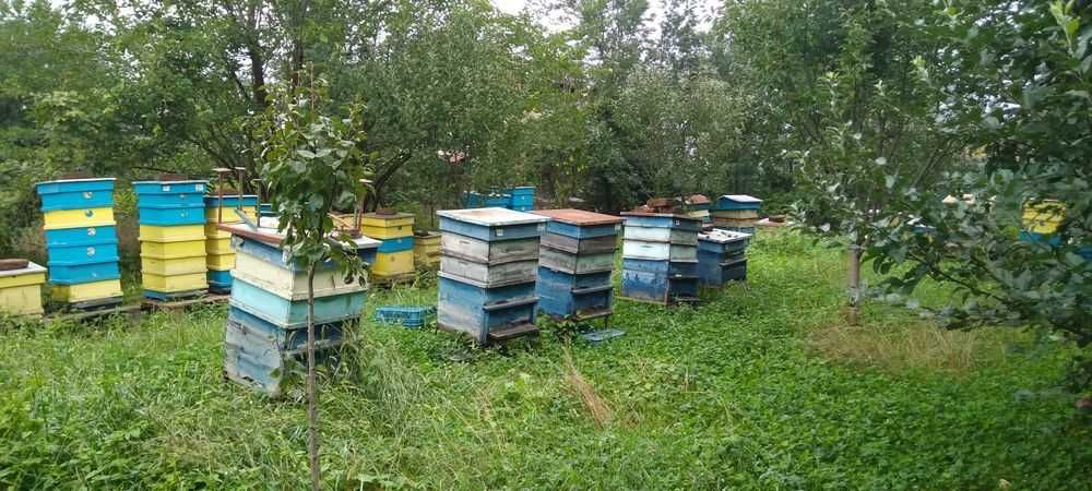 Продава се Парцел в с. Боровци, Област Монтана - 790 кв.м за 16 €/кв.м - Снимка #2