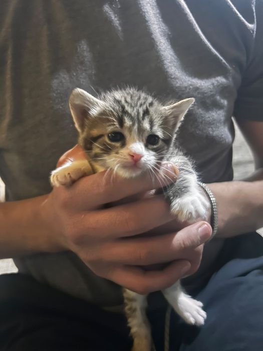 Отдам котят в хорошие руки