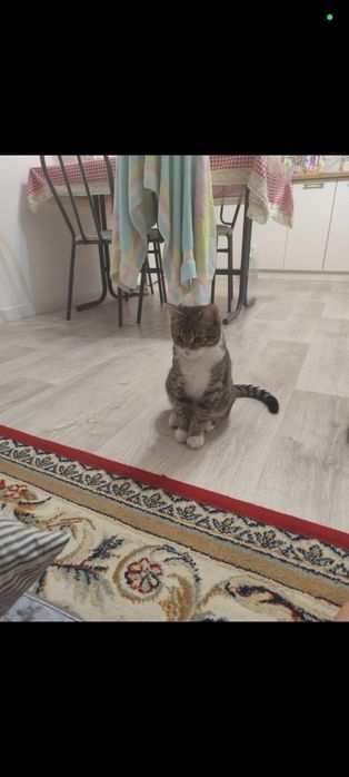 Продаем кота малтчик