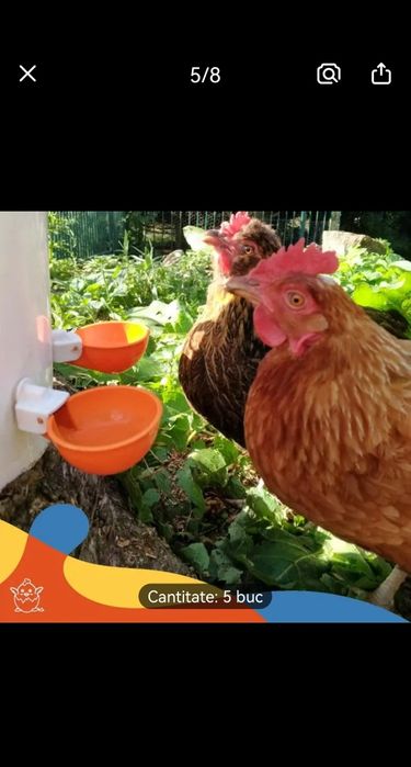 Adapatori apa automate  pentru pasari de curte