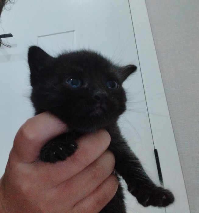Котята ищут дом.