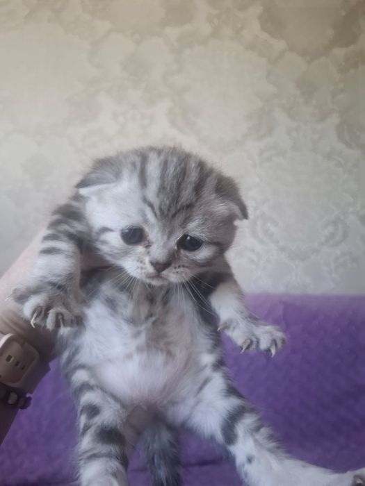 Продам котят шотландских