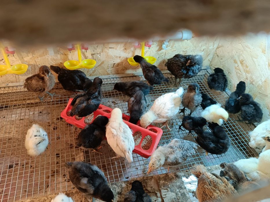 Суточные цыплята