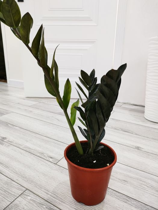 Комнатные цветы. Доставка