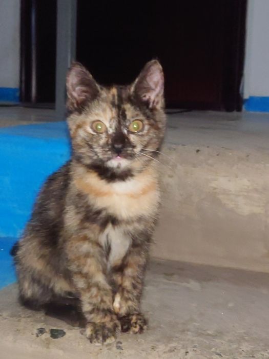 Отдам миленького котенка в хорошие руки