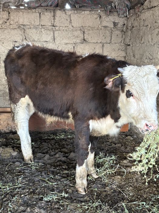 бычоктар сатылады