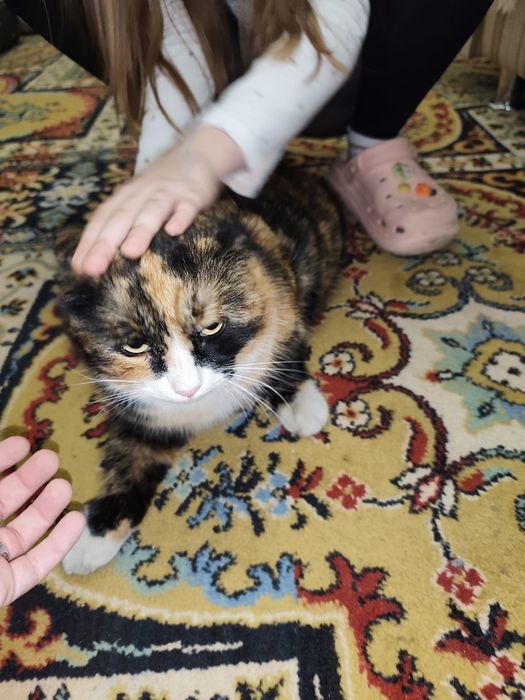 Найдена кошка, кот