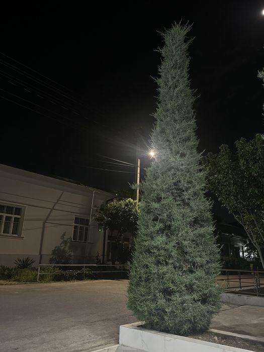 Итальянский кипарис