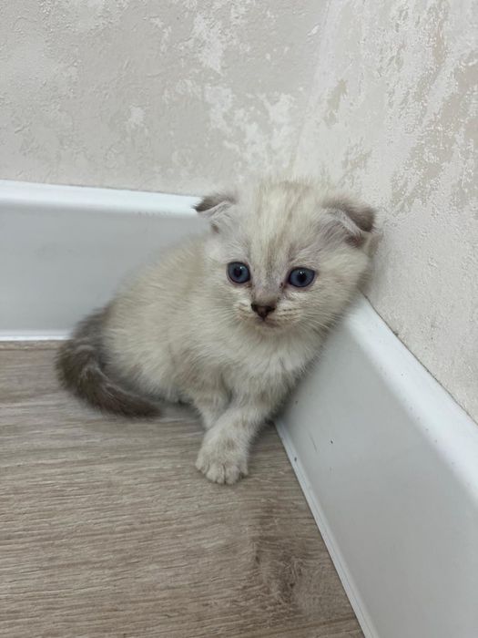 Шотландские кошки