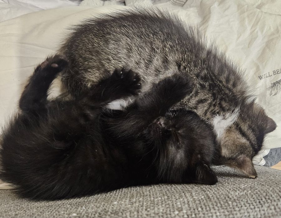 2 кошечки. Бесплатно