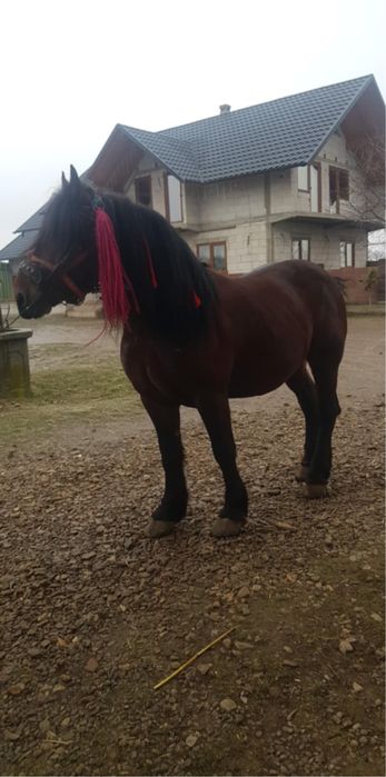 Armăsar  de vânzare