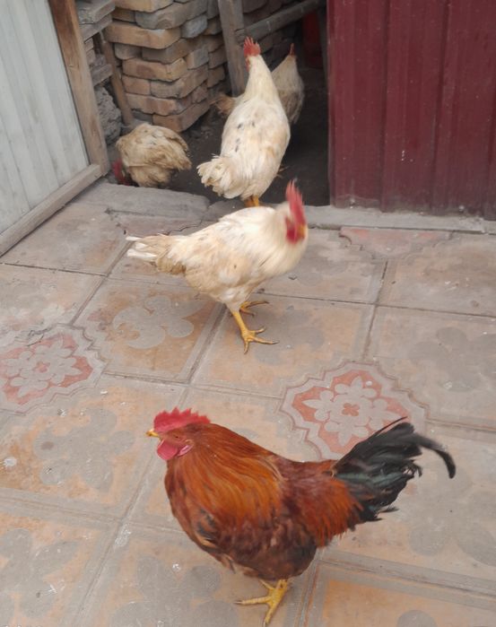 Уй шароитида бокилган хурозлар