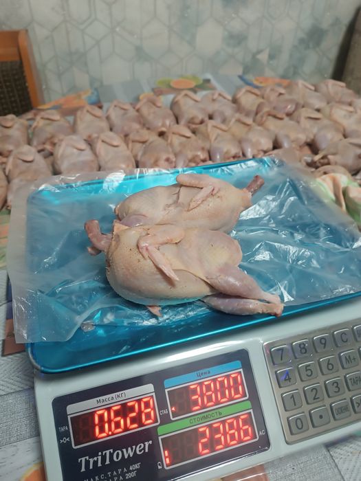 Мясо перепелов продам