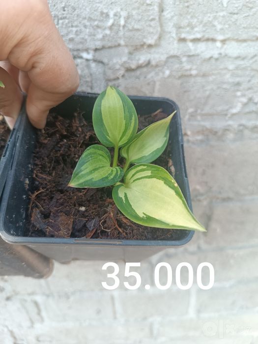 Продам саженцы хосты