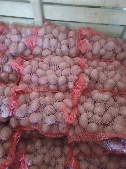 Cartofi extra, albi si rosii, ambalaj 10-25kg